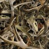 Bonz Camo